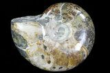 Bargain, Polished, Agatized Ammonite - Madagascar #76104-1